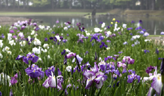 毛越寺あやめ祭り