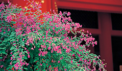 Mōtsūji Bush Clover Festival