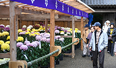 Chūsonji Chrysanthemum Festival